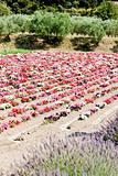 flower field, Provence, France