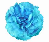 Blue flower of carnation