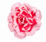 Pink flower of carnation