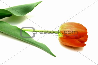 A beautiful spring tulip