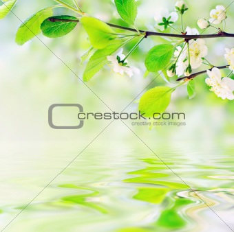 white spring flowers on a tree branch over green bokeh backgroun