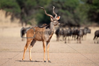 Kudu antelope