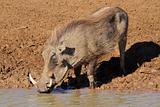 Warthog drinking water