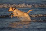 Golden Labrador playing on the beach.