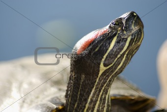 Painted-Turtle