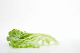 fresh vegetable lettuce