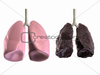 human lung