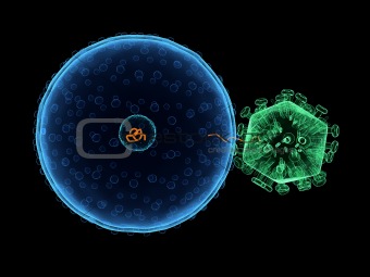 virus infecting a cell