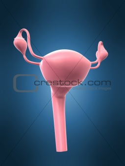 female reproductive