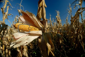 Corn cob in a field