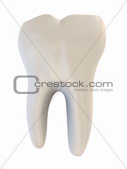 tooth human