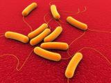 coli bacteria