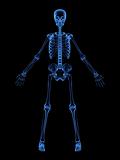 x-ray skeleton