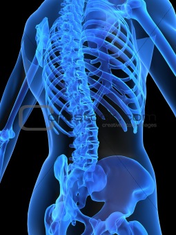 x-ray skeleton