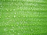 Drops on green leaf