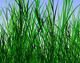 Grass jungle