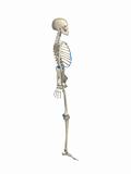 human skeleton, sideview