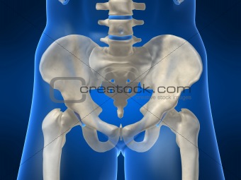 skeletal hip