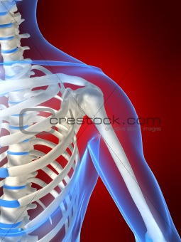 skeletel shoulder