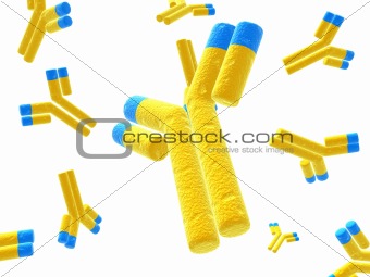 isolated antibodies