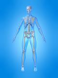 human skeleton illustration