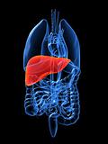 highlighted liver
