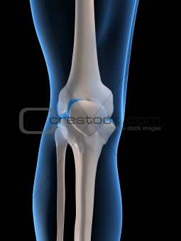 human knee