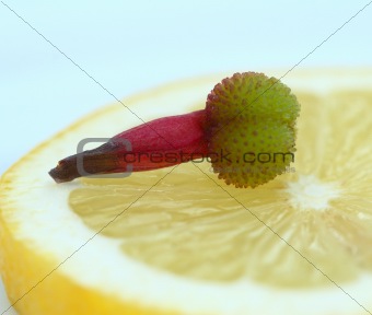 bud of flower on the lemon