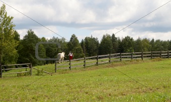 guide horse on paddock