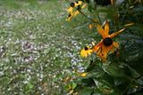 Lonesome flower in heavy hailstone