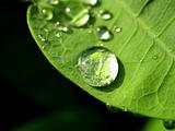plant  leaves  and  water  drop