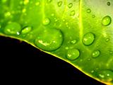 plant  leaves  and  water  drop