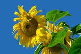 One Sunflower on a blue sky background 