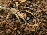 Brown spider in the ground