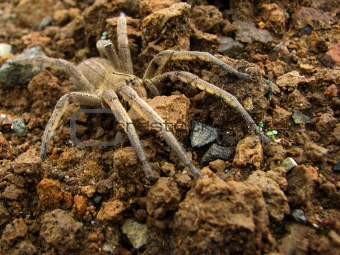 Brown spider in the ground