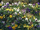Field of Pansy