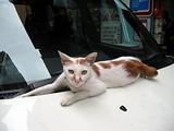 Cat on the car