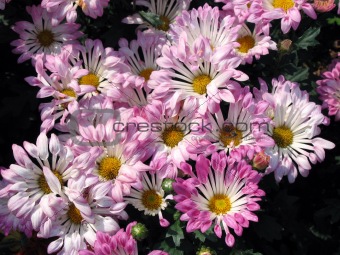 Light pink chrysanthemum