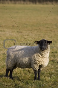 Black Faced Sheep