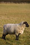 Black Faced Sheep In Profile