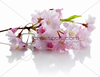 cherry flowers