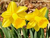 daffodil flowers 