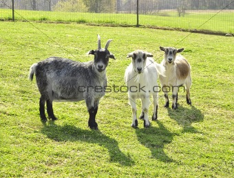 goats 