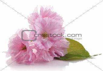 almond tree pink flowers