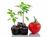 tomato plants 