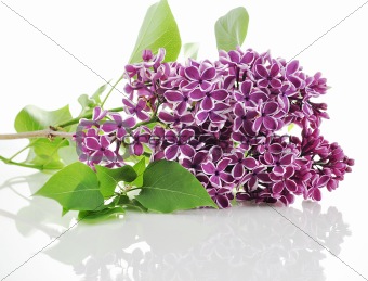 Blossoming lilac 