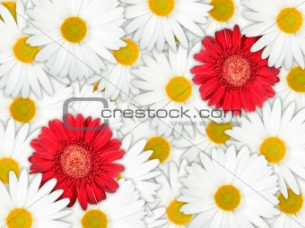 Background of red and white flowers
