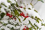 Snow Covered Holly Bush