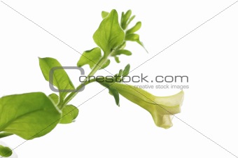 petunia pendula over white background
