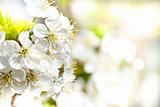Blossoming apple garden in spring with very shallow focus